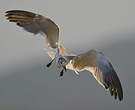 Mouette atricille