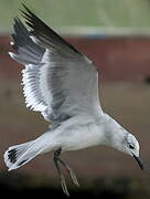 Laughing Gull