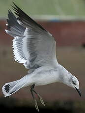 Mouette atricille