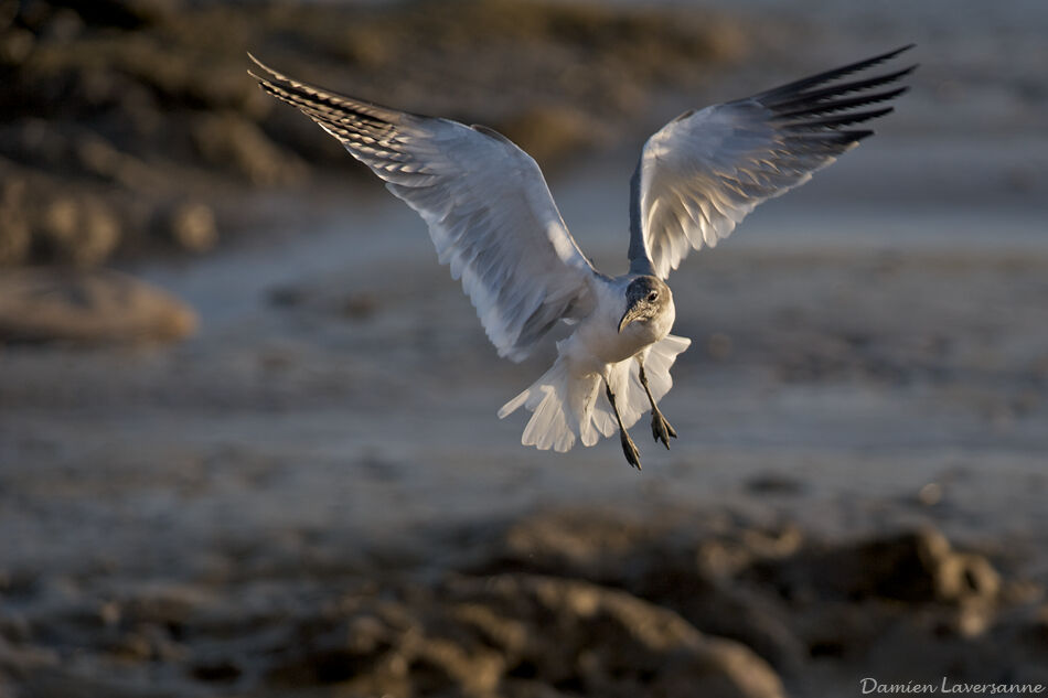 Mouette atricille