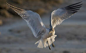 Mouette atricille