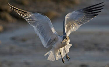 Mouette atricille