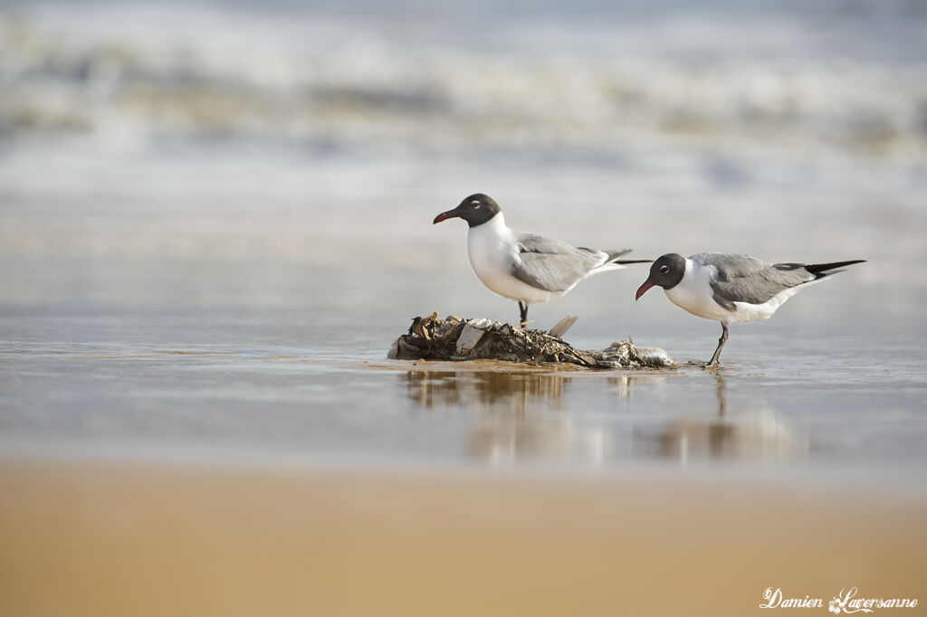 Laughing Gull