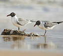 Mouette atricille