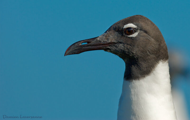 Mouette atricille