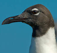 Laughing Gull