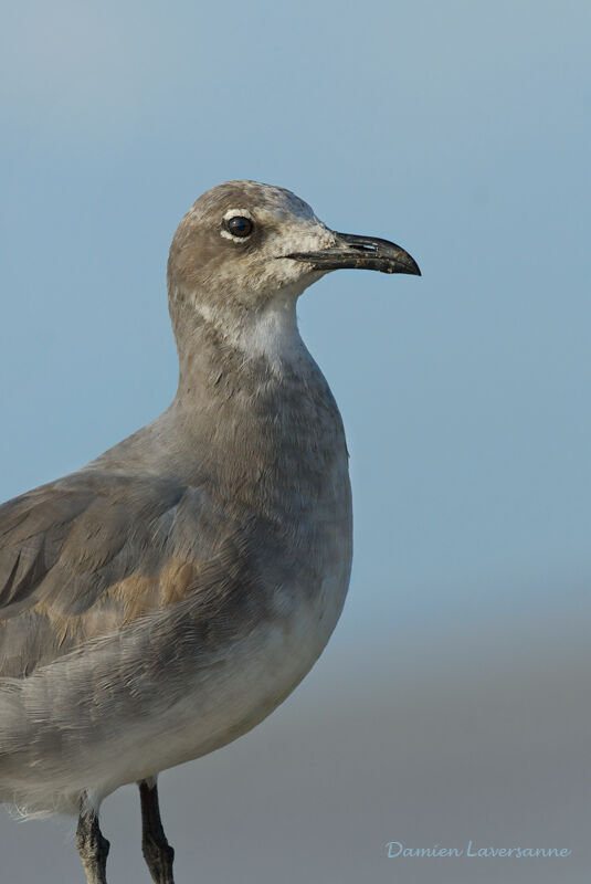 Mouette atricille