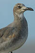 Mouette atricille