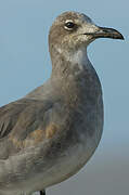 Mouette atricille