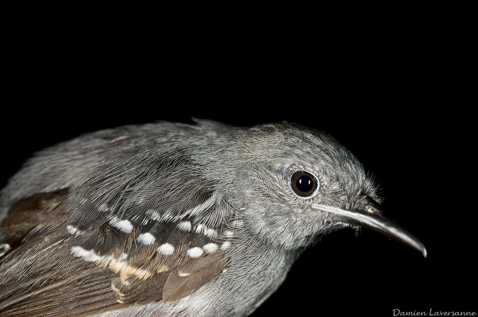 White-flanked Antwren