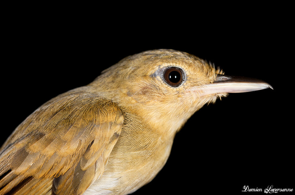 White-flanked Antwren female