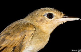 White-flanked Antwren