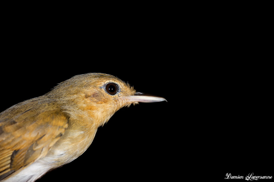 White-flanked Antwren female