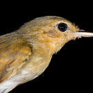 Myrmidon à flancs blancs