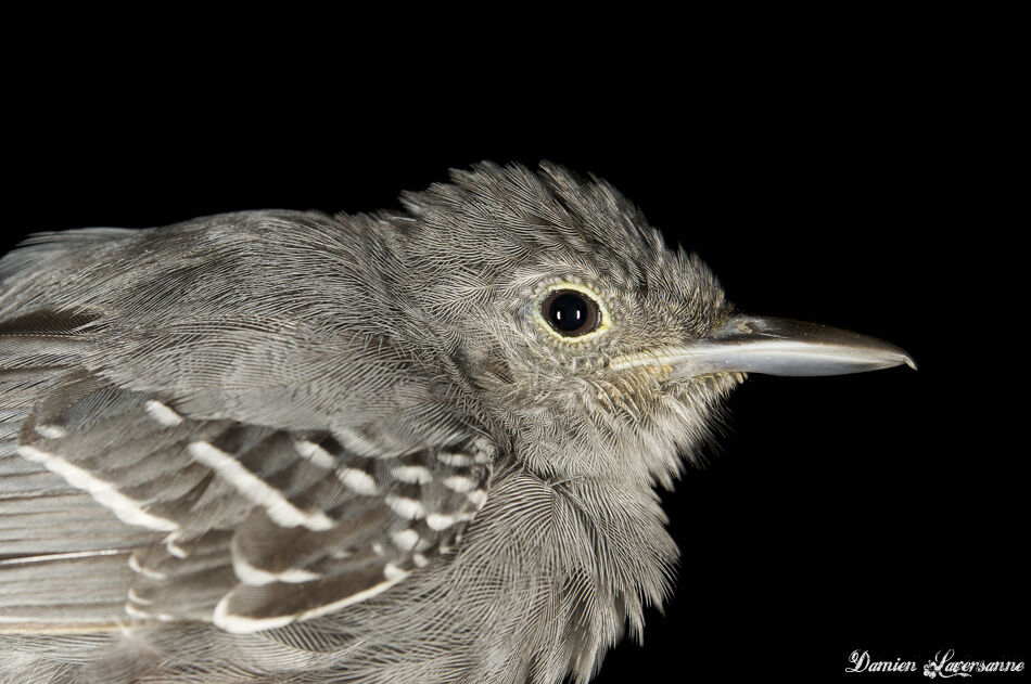 Grey Antwren male adult