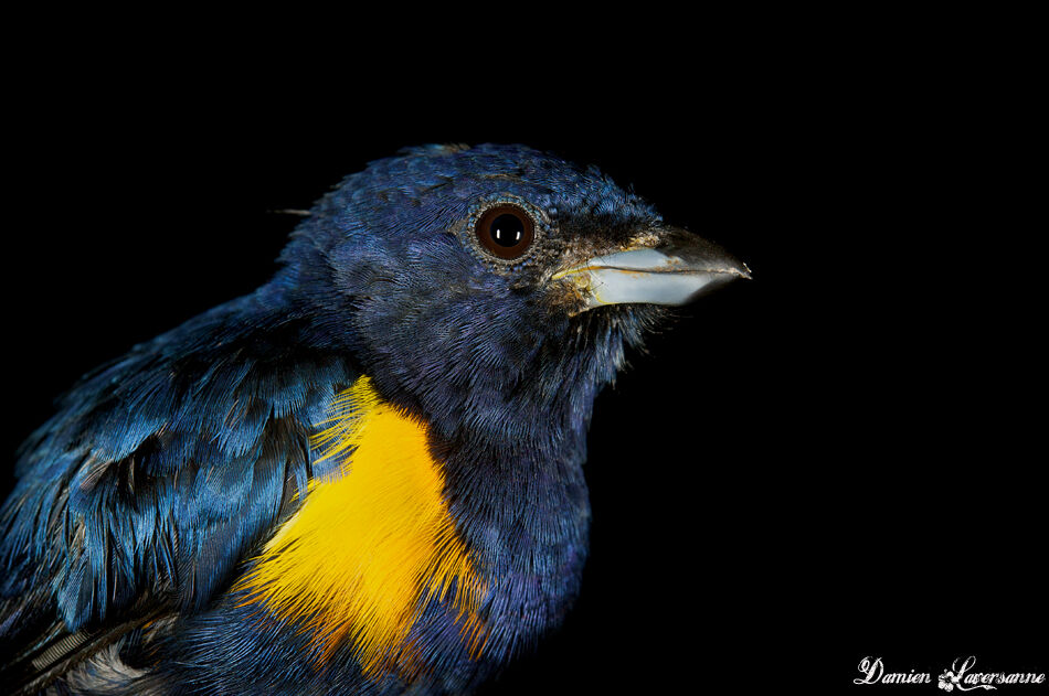 Golden-sided Euphonia