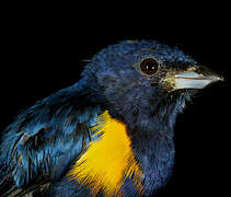 Golden-sided Euphonia