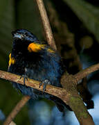 Golden-sided Euphonia