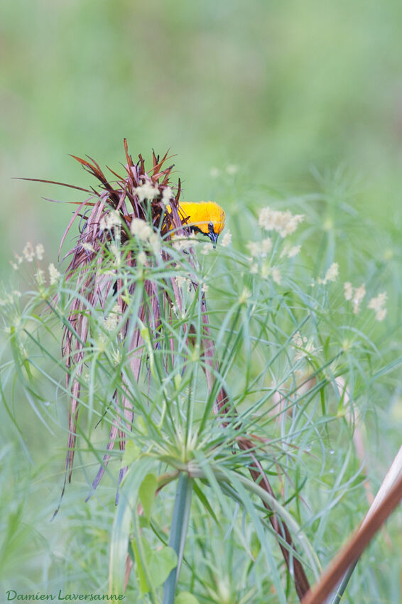 Yellow Oriole