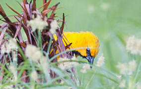 Yellow Oriole