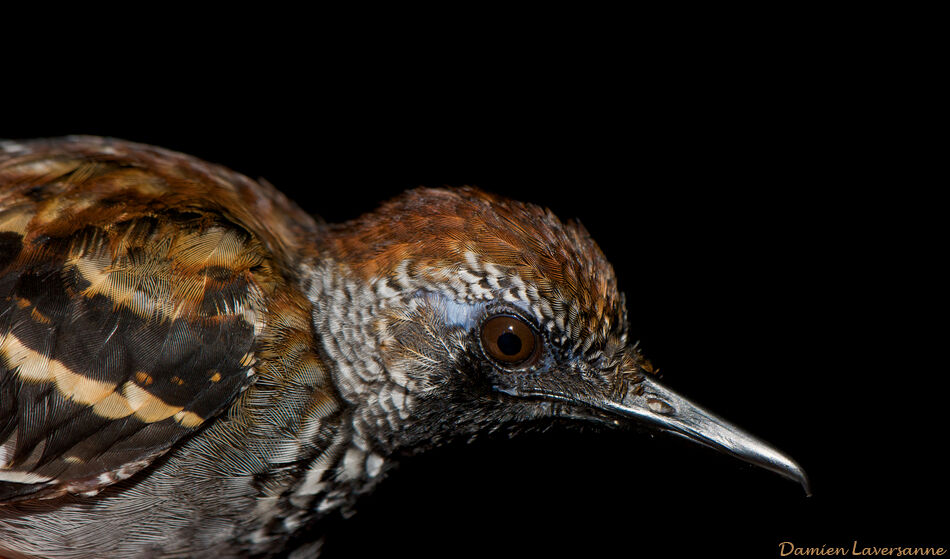 Wing-banded Antbird