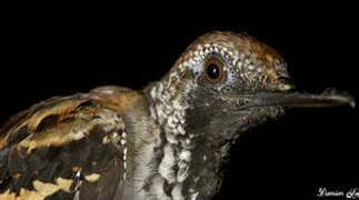 Wing-banded Antbird