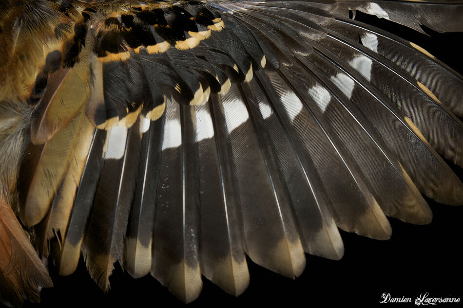 Wing-banded Antbird, identification