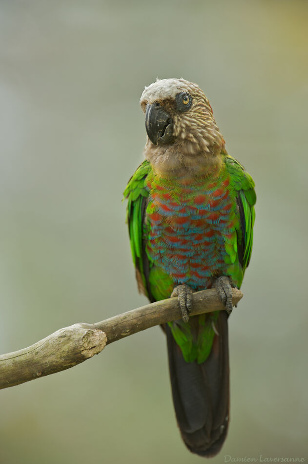 Red-fan Parrot, identification