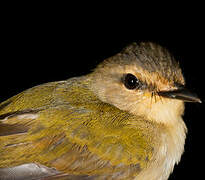 Riverbank Warbler