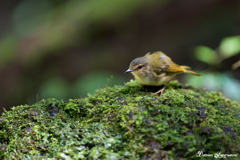 Riverbank Warbler