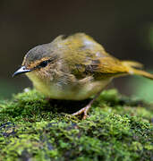 Riverbank Warbler