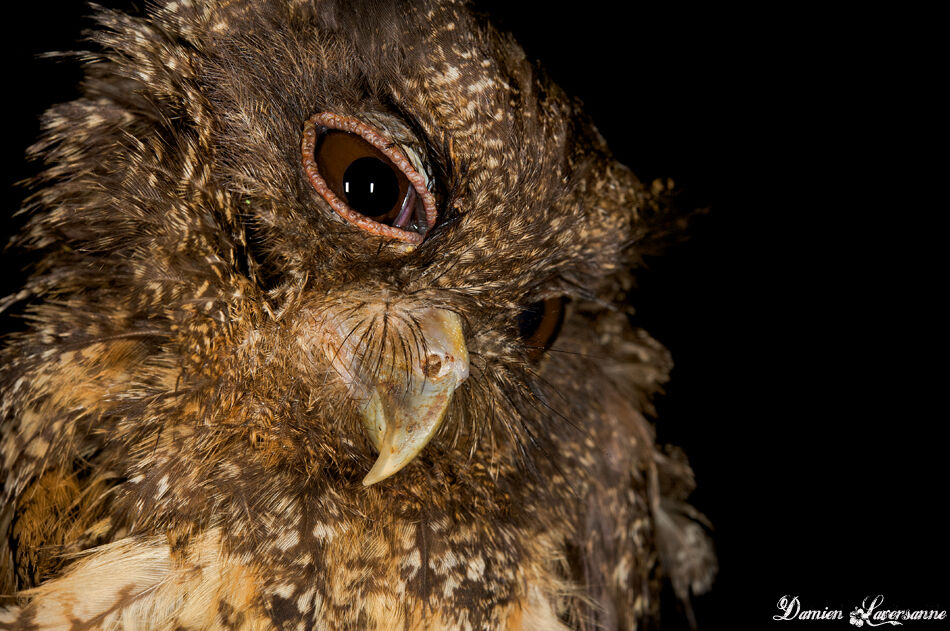 Tawny-bellied Screech Owl