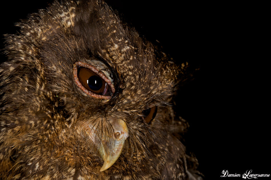 Tawny-bellied Screech Owl