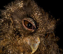 Tawny-bellied Screech Owl