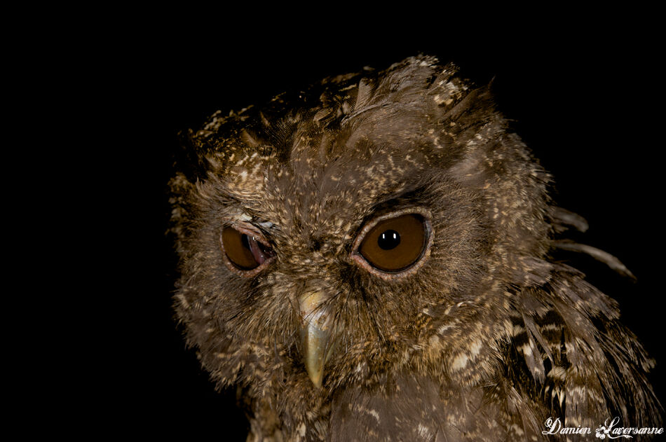 Tawny-bellied Screech Owl