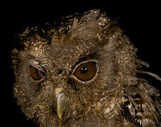 Tawny-bellied Screech Owl