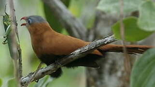 Black-bellied Cuckoo