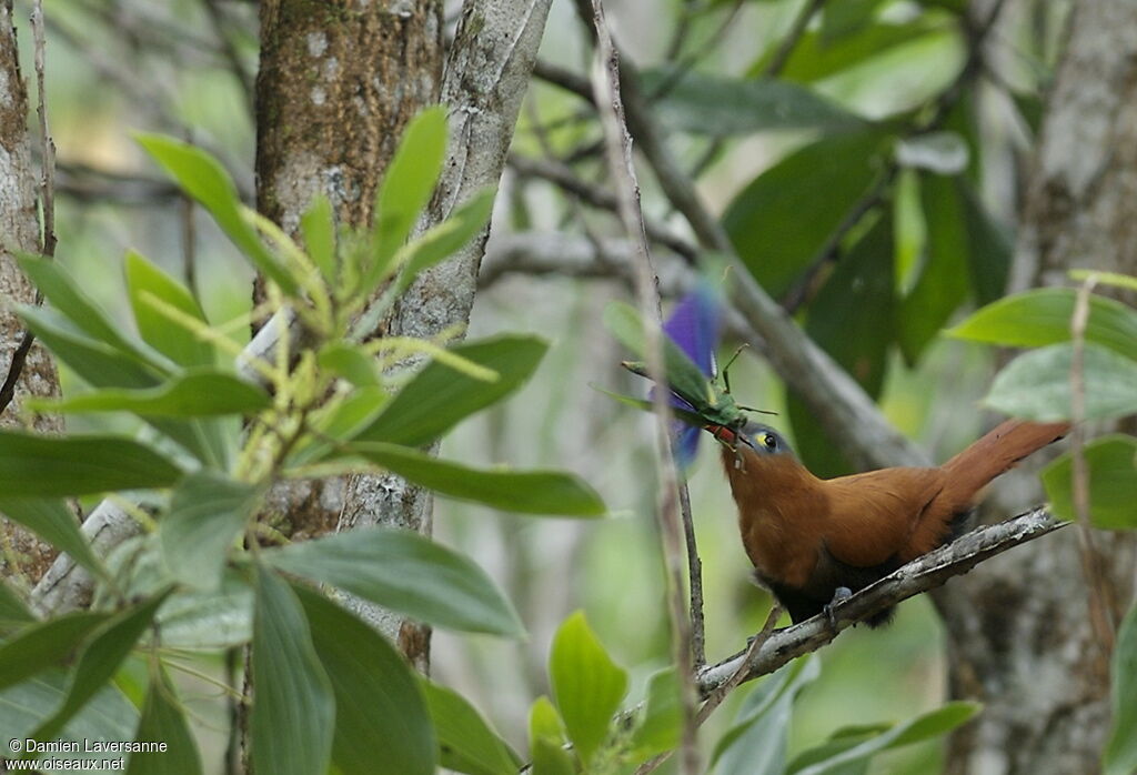 Black-bellied Cuckoo