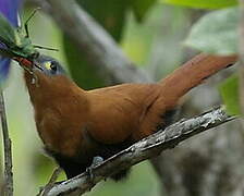 Black-bellied Cuckoo