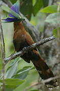 Black-bellied Cuckoo