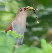 Squirrel Cuckoo