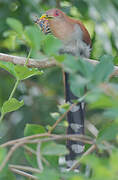 Squirrel Cuckoo