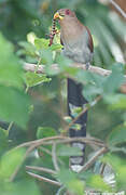 Squirrel Cuckoo