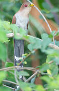 Squirrel Cuckoo