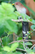 Squirrel Cuckoo