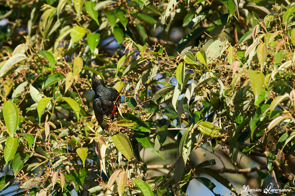 Yellow-tufted Woodpecker