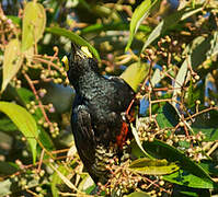 Yellow-tufted Woodpecker