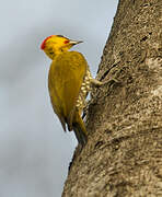 Yellow-throated Woodpecker