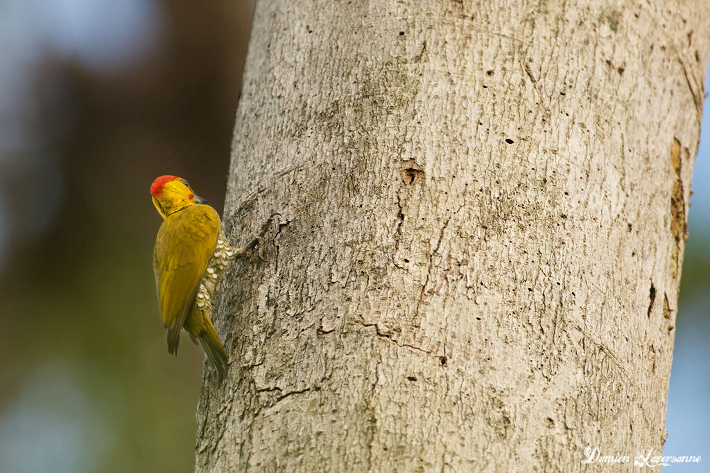 Yellow-throated Woodpecker