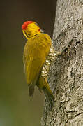 Yellow-throated Woodpecker